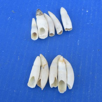 Ten piece Alligator Teeth 1-1/2" to 1-7/8"