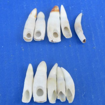 Ten piece Alligator Teeth 1-1/2" to 1-7/8"