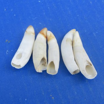 Five piece Alligator Teeth 2" to 2-3/8"