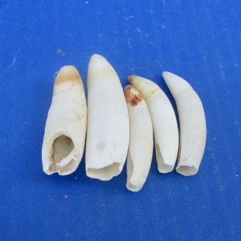 Five piece Alligator Teeth 2" to 2-3/8"