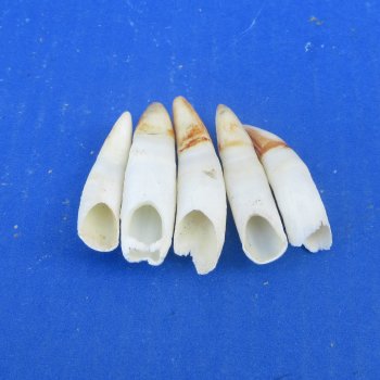 Five piece Alligator Teeth 2" to 2-3/8"