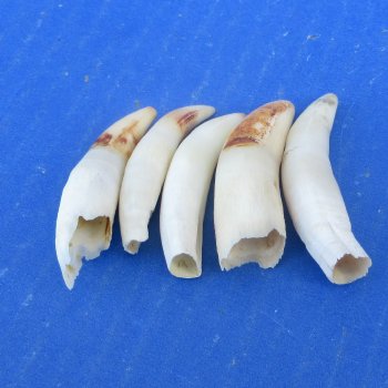 Five piece Alligator Teeth 2" to 2-3/8"