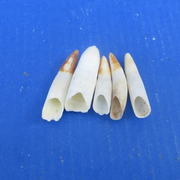 Five piece Alligator Teeth 2" to 2-3/8"