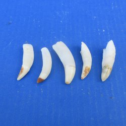 Five piece Alligato...