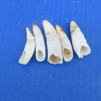 Five piece Alligator Teeth 2" to 2-3/8"