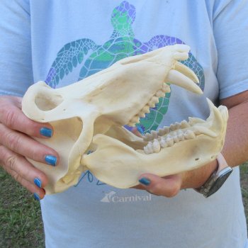A-Grade 9" Male Chacma Baboon Skull (Signature Required) CITES# P-000044854
