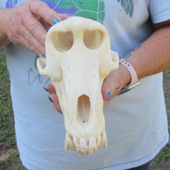 A-Grade 9" Male Chacma Baboon Skull (Signature Required) CITES# P-000044854