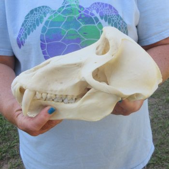 A-Grade 9" Male Chacma Baboon Skull (Signature Required) CITES# P-000044854