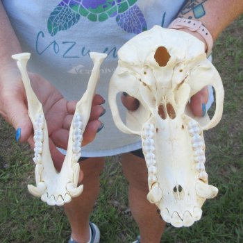 A-Grade 9" Male Chacma Baboon Skull (Signature Required) CITES# P-000044854
