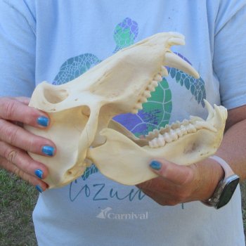 A-Grade 9" Male Chacma Baboon Skull (Signature Required) CITES# P-000044854