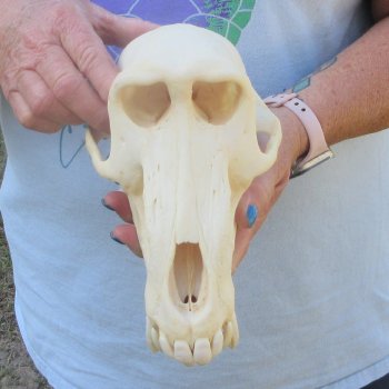 A-Grade 9" Male Chacma Baboon Skull (Signature Required) CITES# P-000044854