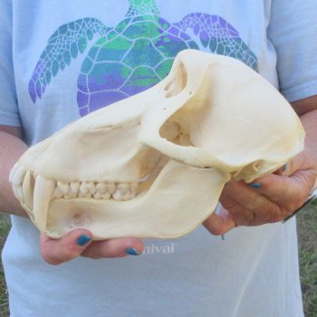 A-Grade 9" Male Chacma Baboon Skull (Signature Required) CITES# P-000044854