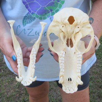 A-Grade 9" Male Chacma Baboon Skull (Signature Required) CITES# P-000044854
