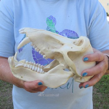 A-Grade 9-1/4" Male Chacma Baboon Skull (Signature Required) CITES# P-000044854