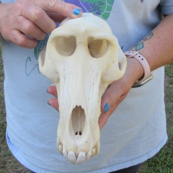 A-Grade 9-1/4" Male Chacma Baboon Skull (Signature Required) CITES# P-000044854