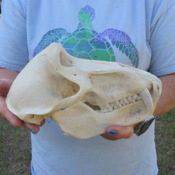 A-Grade 9-1/4" Male Chacma Baboon Skull (Signature Required) CITES# P-000044854