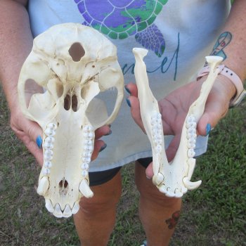 A-Grade 9-1/4" Male Chacma Baboon Skull (Signature Required) CITES# P-000044854