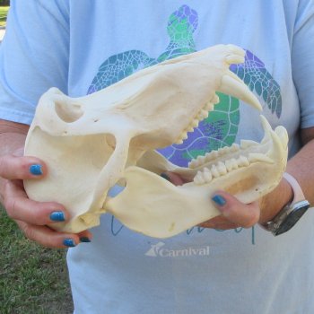 A-Grade 9-1/2" Male Chacma Baboon Skull (Signature Required) CITES# P-000044854