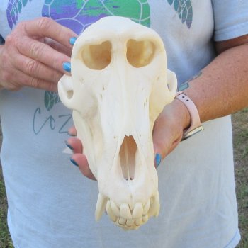 A-Grade 9-1/2" Male Chacma Baboon Skull (Signature Required) CITES# P-000044854