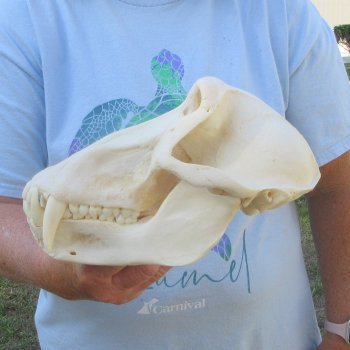 A-Grade 9-1/2" Male Chacma Baboon Skull (Signature Required) CITES# P-000044854