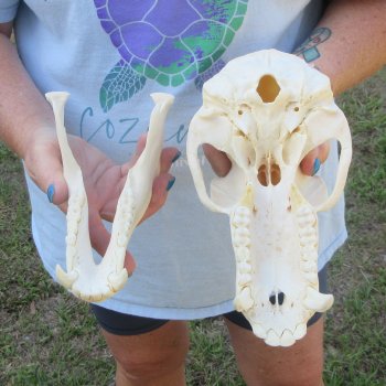 A-Grade 9-1/2" Male Chacma Baboon Skull (Signature Required) CITES# P-000044854