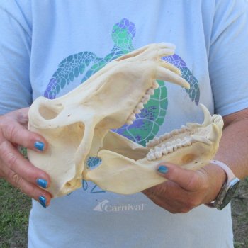 A-Grade 9-1/4" Male Chacma Baboon Skull (Signature Required) CITES# P-000044854