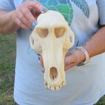 A-Grade 9-1/4" Male Chacma Baboon Skull (Signature Required) CITES# P-000044854
