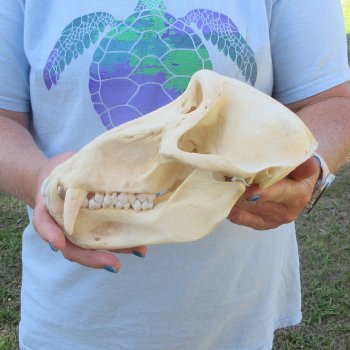 A-Grade 9-1/4" Male Chacma Baboon Skull (Signature Required) CITES# P-000044854