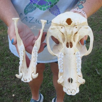 A-Grade 9-1/4" Male Chacma Baboon Skull (Signature Required) CITES# P-000044854