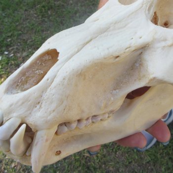 A-Grade 9-1/4" Male Chacma Baboon Skull (Signature Required) CITES# P-000044854