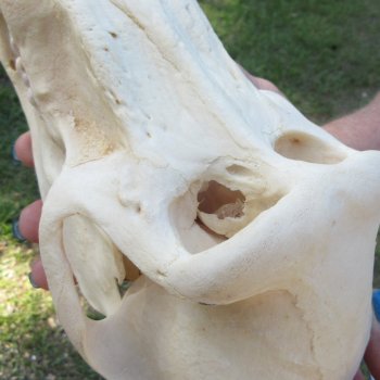 A-Grade 9-1/4" Male Chacma Baboon Skull (Signature Required) CITES# P-000044854