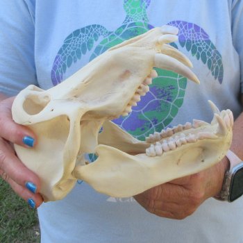 A-Grade 8-3/4" Male Chacma Baboon Skull (Signature Required) CITES# P-000044854