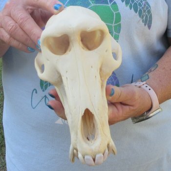 A-Grade 8-3/4" Male Chacma Baboon Skull (Signature Required) CITES# P-000044854