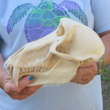 A-Grade 8-3/4" Male Chacma Baboon Skull (Signature Required) CITES# P-000044854