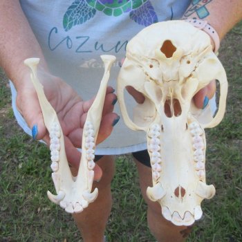 A-Grade 8-3/4" Male Chacma Baboon Skull (Signature Required) CITES# P-000044854