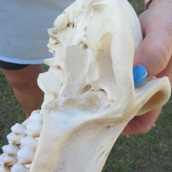 A-Grade 8-3/4" Male Chacma Baboon Skull (Signature Required) CITES# P-000044854