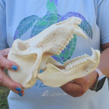 A-Grade 8-1/2" Male Chacma Baboon Skull (Signature Required) CITES# P-000044854