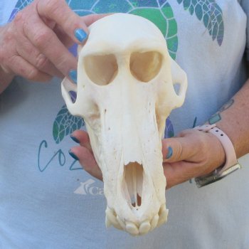 A-Grade 8-1/2" Male Chacma Baboon Skull (Signature Required) CITES# P-000044854
