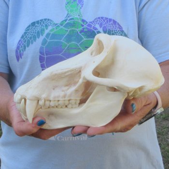 A-Grade 8-1/2" Male Chacma Baboon Skull (Signature Required) CITES# P-000044854