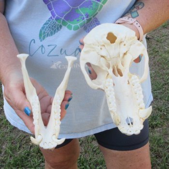 A-Grade 8-1/2" Male Chacma Baboon Skull (Signature Required) CITES# P-000044854