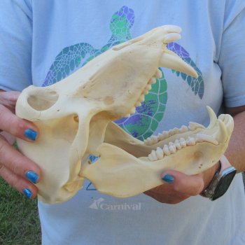 A-Grade 8-3/4" Male Chacma Baboon Skull (Signature Required) CITES# P-000044854