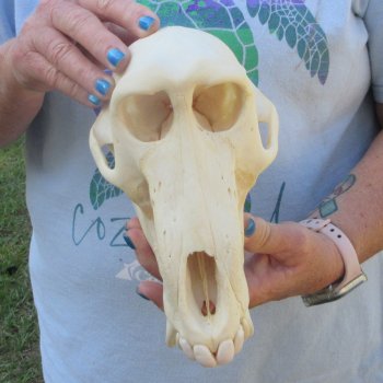A-Grade 8-3/4" Male Chacma Baboon Skull (Signature Required) CITES# P-000044854