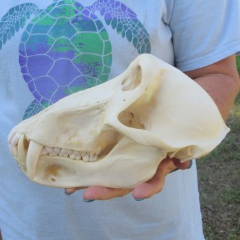 A-Grade 8-3/4" Male Chacma Baboon Skull (Signature Required) CITES# P-000044854
