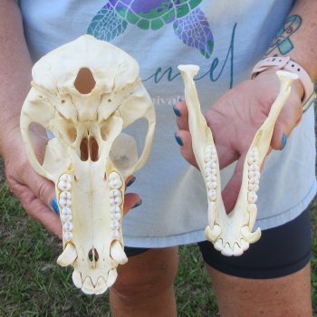 A-Grade 8-3/4" Male Chacma Baboon Skull (Signature Required) CITES# P-000044854