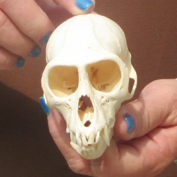  B-Grade 4" Female African Vervet Monkey Skull  (CITES P-000044854)