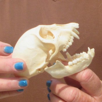  B-Grade 4" Female African Vervet Monkey Skull  (CITES P-000044854)