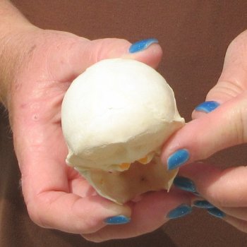  B-Grade 4" Female African Vervet Monkey Skull  (CITES P-000044854)