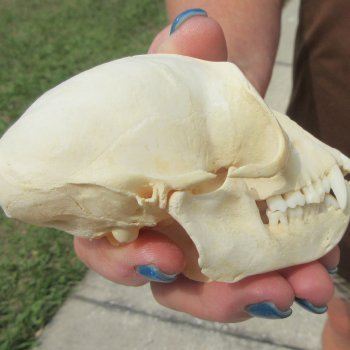  B-Grade 4" Female African Vervet Monkey Skull  (CITES P-000044854)