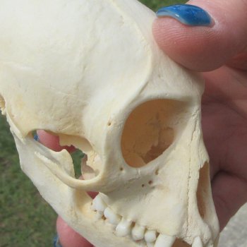  B-Grade 4" Female African Vervet Monkey Skull  (CITES P-000044854)