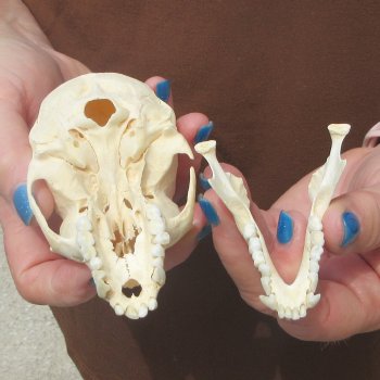  B-Grade 4" Female African Vervet Monkey Skull  (CITES P-000044854)